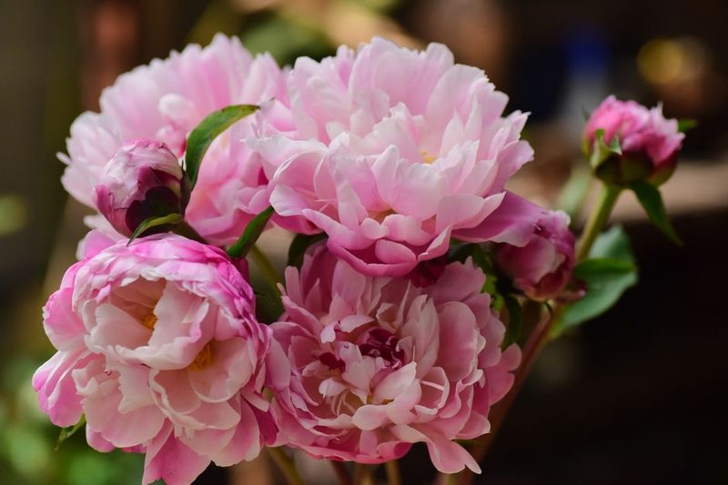 Anniversary Peony Arrangement