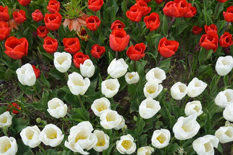 Luxor Temple Tulip Set