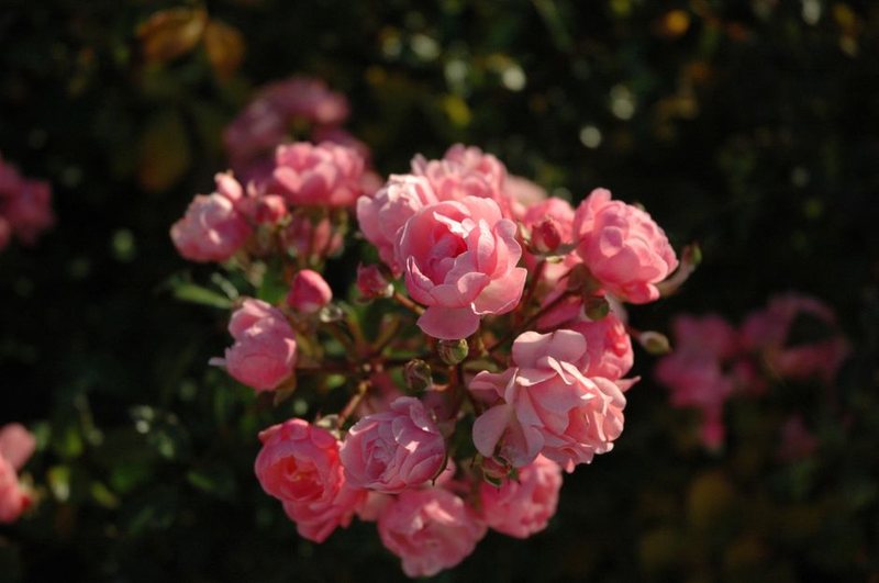Nile Sunset Rose Box